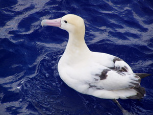 Albatross