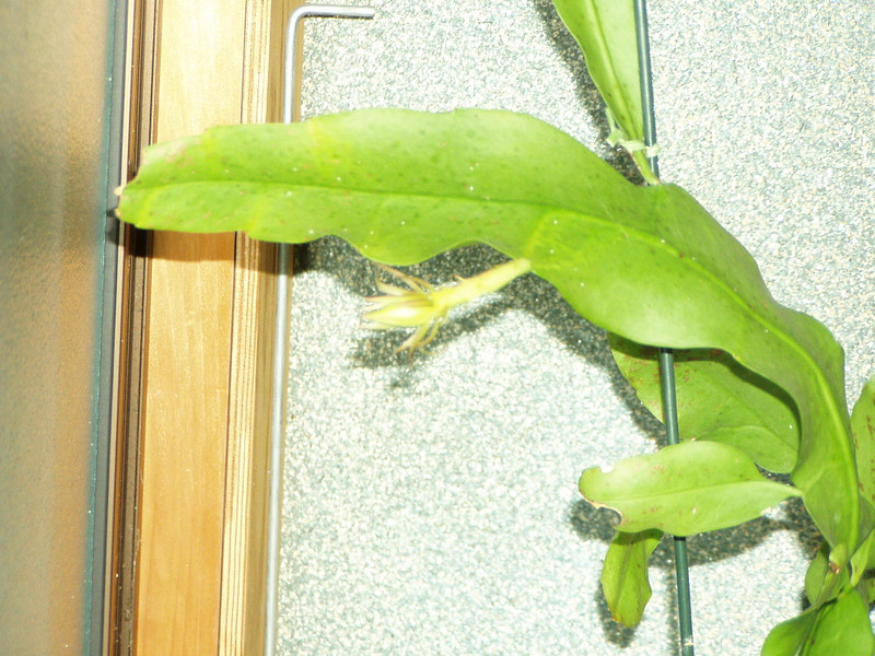 P1010006_2