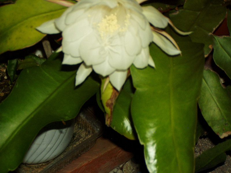 P1010008_2