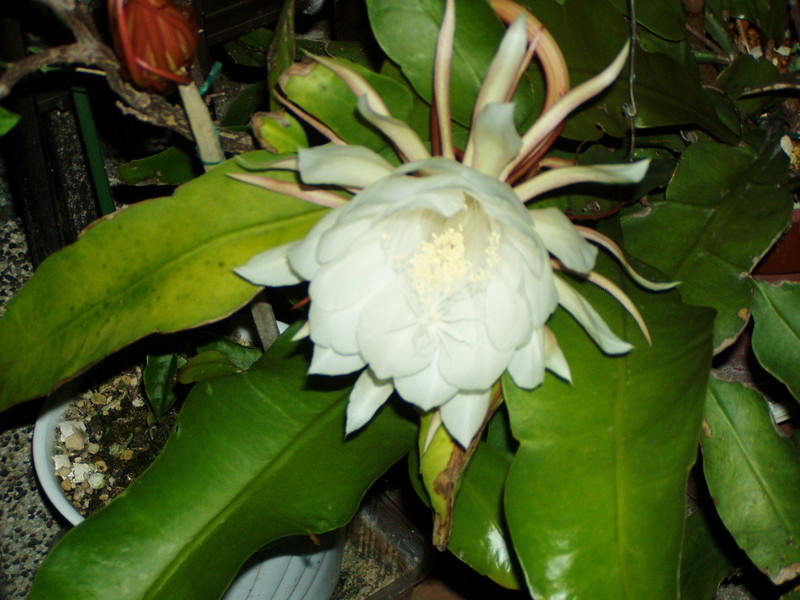 P1010009_2