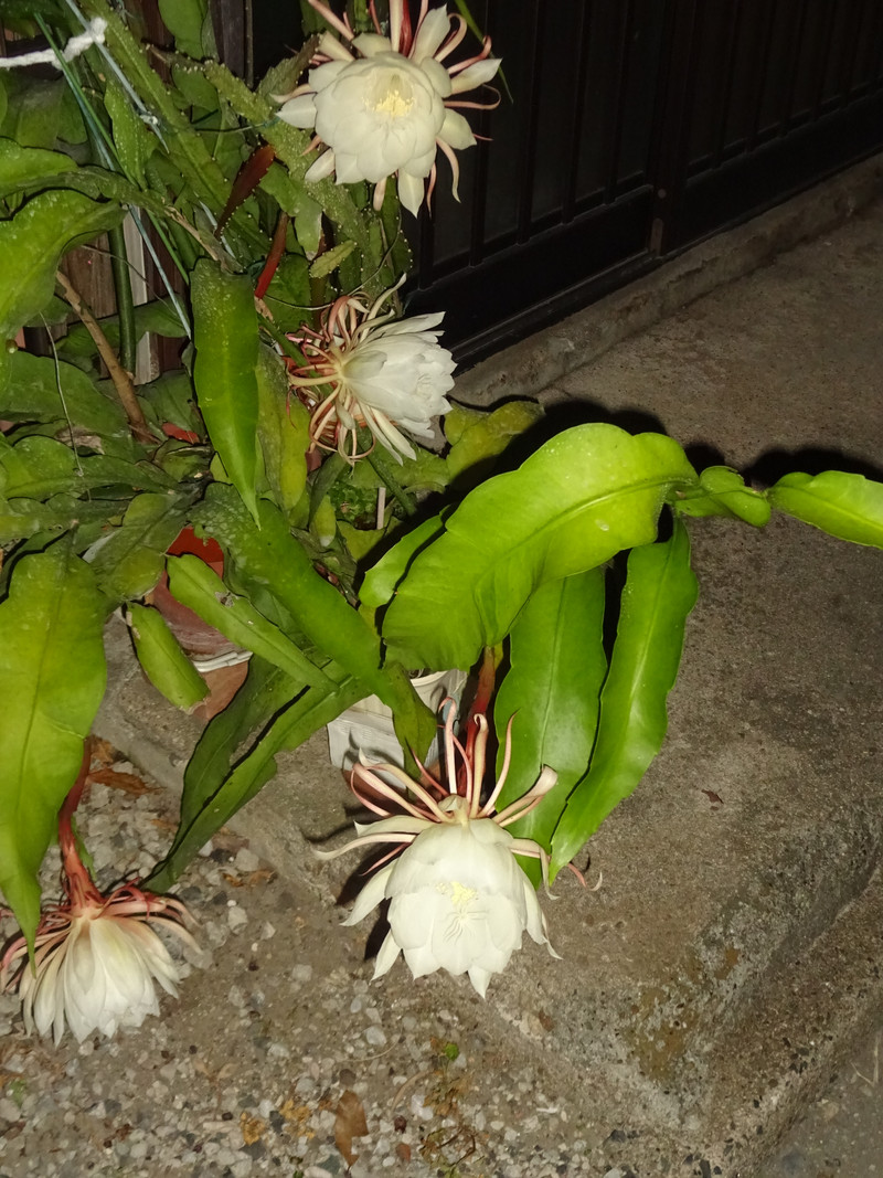 Dsc03986