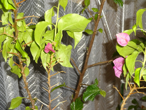 Photo_2