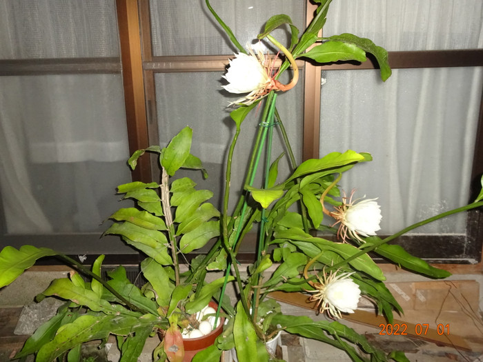 Dsc04067