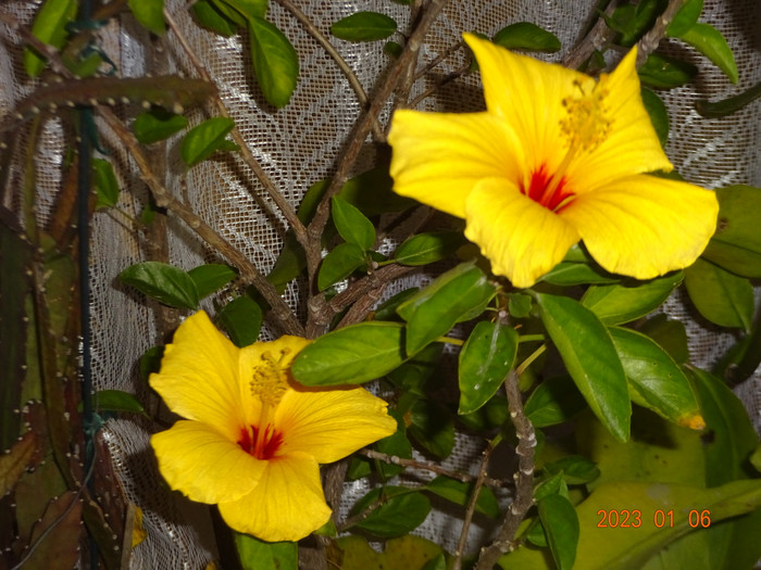 Dsc04183