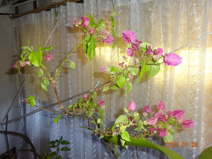 Dsc04191