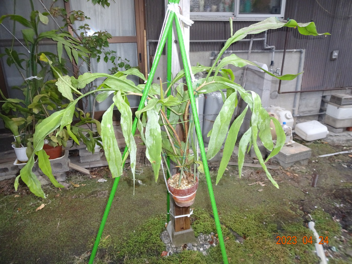Dsc04215