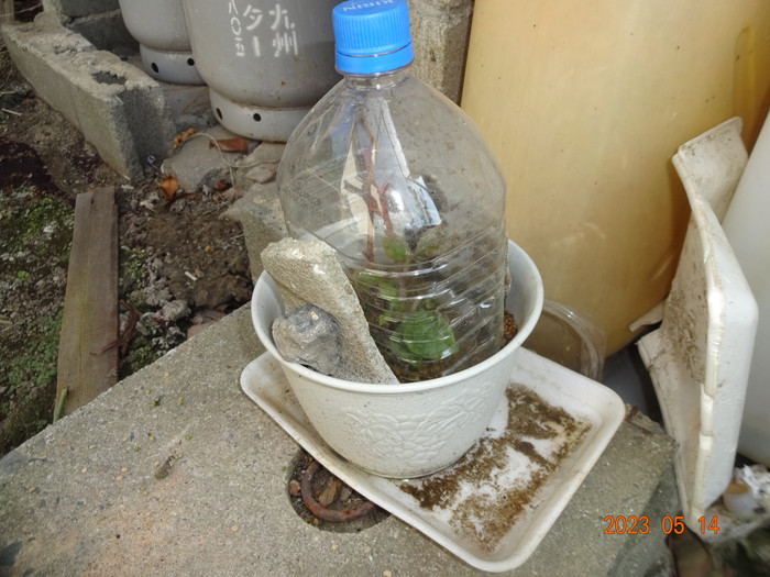 Dsc04219