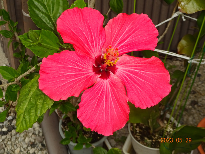 Dsc04234