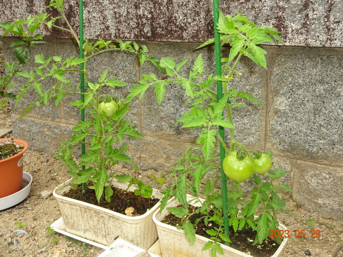 Dsc04236