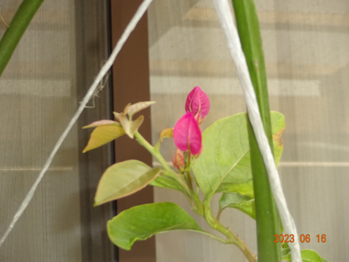 Dsc04246