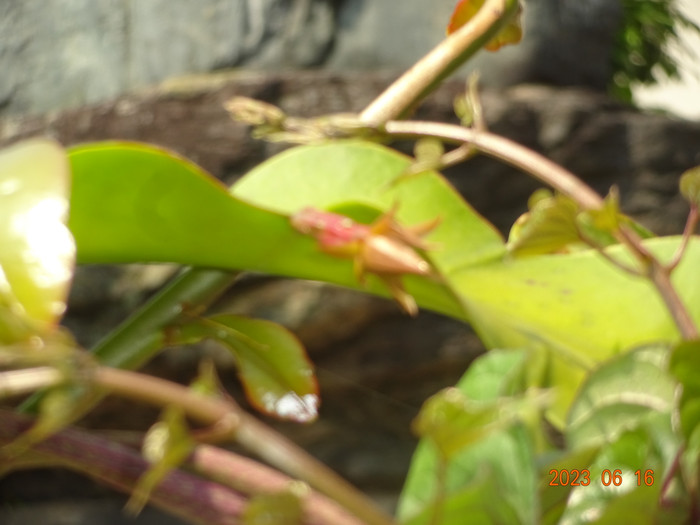 Dsc04249