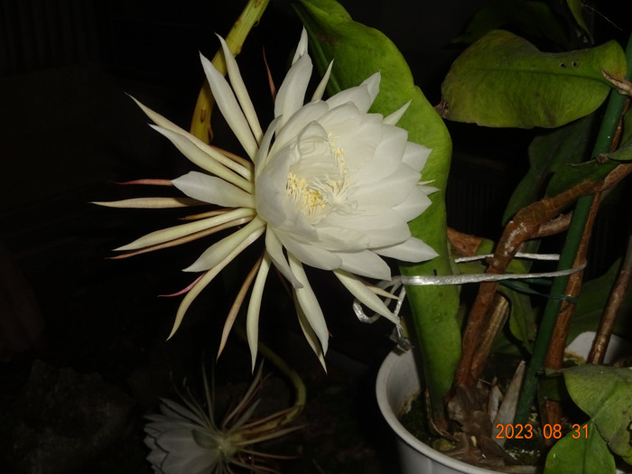 Dsc04284