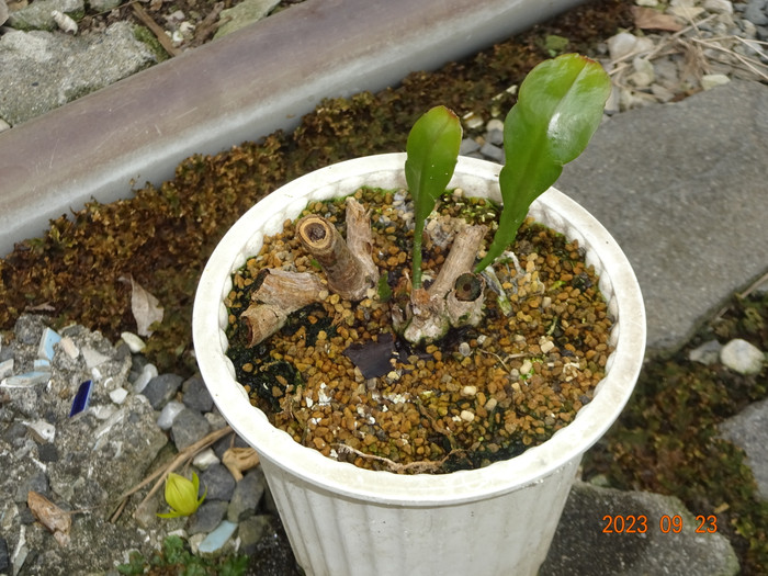Dsc04301