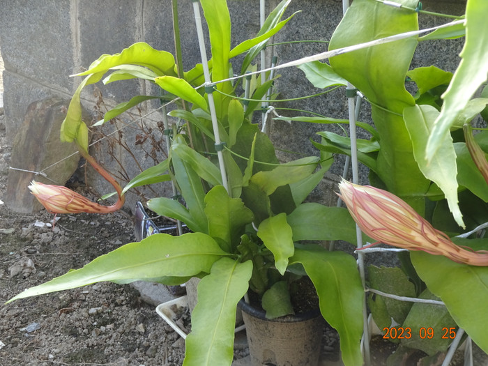Dsc04306