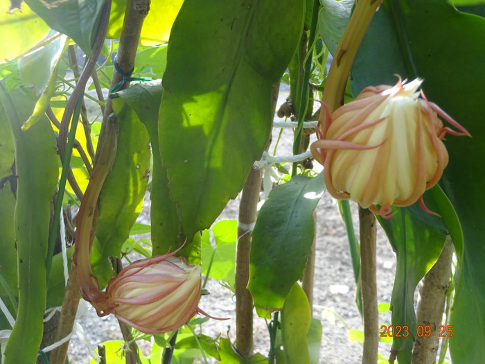 Dsc04307