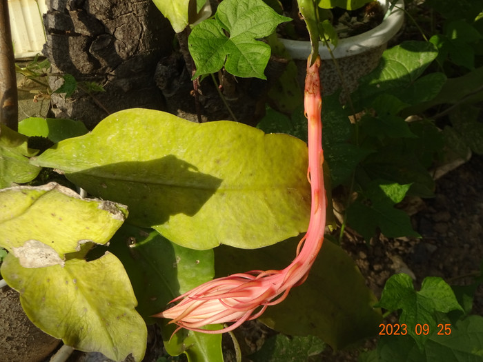 Dsc04308