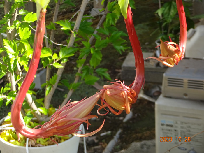 Dsc04316
