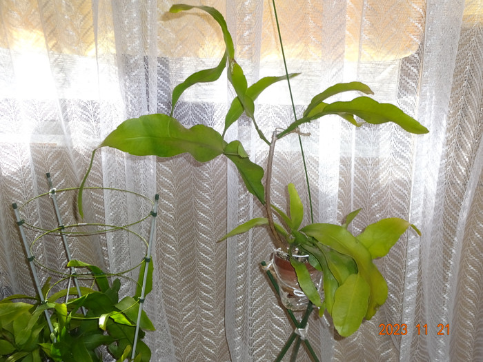 Dsc04335